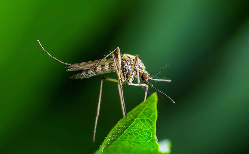Loài muỗi và những điều đặc biệt về muỗi có thể bạn chưa biết